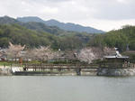 2007sakura1.jpg